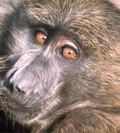 baboon_babe.png