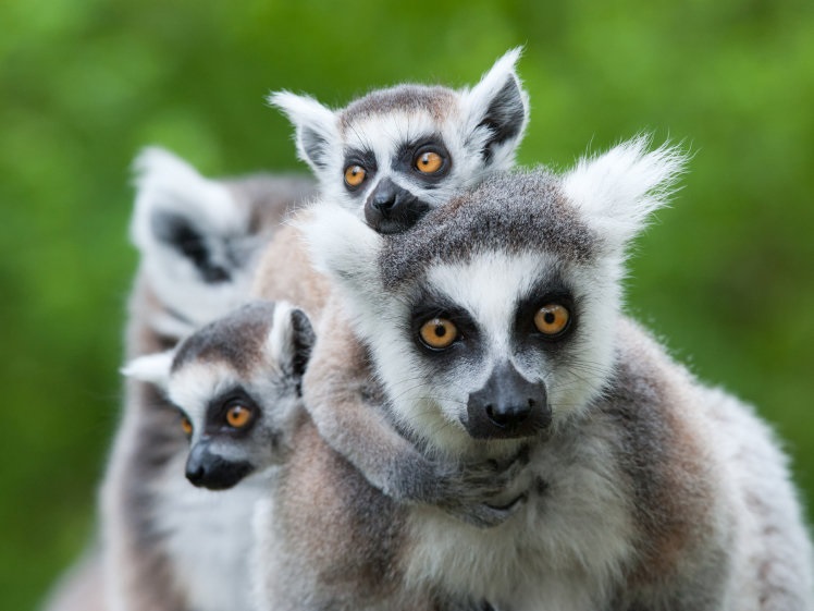 lemur